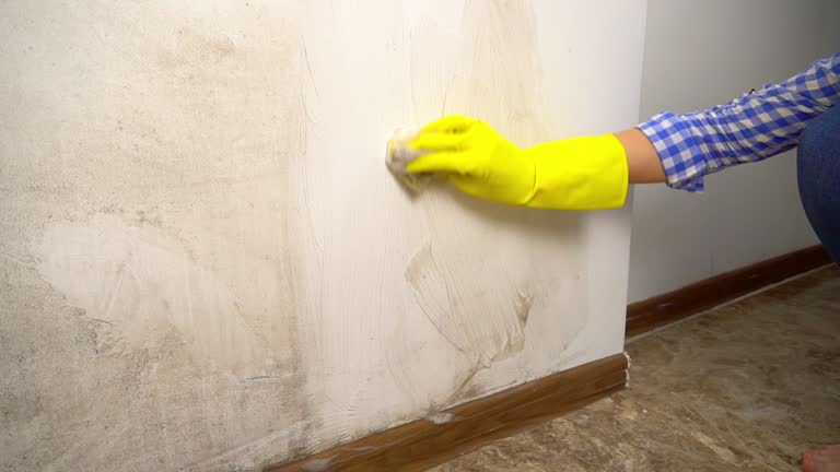 Professional Mold Removal in Tamaqua, PA